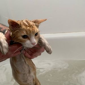 Meet your Posher, Callie